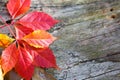 Autumn colors in october. Red leaves with wooden background. Copyspace Royalty Free Stock Photo