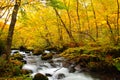 Autumn Colors of Oirase River