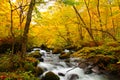 Autumn Colors of Oirase River Royalty Free Stock Photo