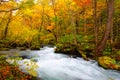 Autumn Colors of Oirase River Royalty Free Stock Photo