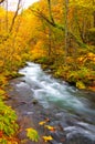 Autumn Colors of Oirase River Royalty Free Stock Photo