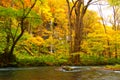 Autumn Colors of Oirase River Royalty Free Stock Photo