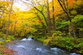 Autumn Colors of Oirase River Royalty Free Stock Photo