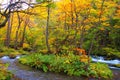 Autumn Colors of Oirase River Royalty Free Stock Photo