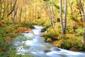 Autumn Colors of Oirase Stream