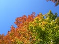 Autumn colors in Ontario, Canada. Royalty Free Stock Photo