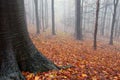 Autumn colors in an orange forest with fog between