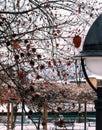 Autumn colors at the park detail closeup after the first snow fall scenary Royalty Free Stock Photo