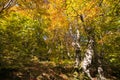 Autumn colors in the park of Monte Cucco, Umbria, Italy Royalty Free Stock Photo