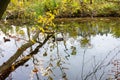 ducks on the river, fallen tree across the water, colorful fall, Anas platyrhynchos Royalty Free Stock Photo