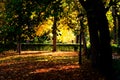 autumn colors in a park with trees, leaves and lamp Royalty Free Stock Photo