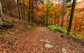 Autumn colors, path in the forest in the fall season. Royalty Free Stock Photo