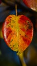 Autumn colors of a pear leaf Royalty Free Stock Photo
