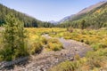 Autumn Colors, Pine Valley, Collegiate Peaks Wilderness, Pike an Royalty Free Stock Photo