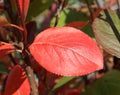 Autumn colors. Red leaf of chokeberry