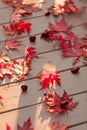 Autumn colors. Red maple leaves on gray wooden background. Selective focus