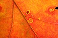 Autumn colors red orange fall leaf detail Royalty Free Stock Photo