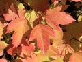 Autumn colors. Red and orange leaves of viburnum