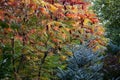 Autumn colors of the Rhus typhina Staghorn sumac, Anacardiaceae. Red, orange, yellow and green leaves of sumac and blue fir Abie