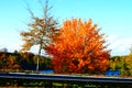 autumn colors or roadside trees at Weinfelder Maar