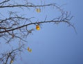 Autumn colors on sunny day. Yellow leaves on a tree in the fall on blue sky background.