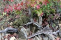 Autumn Colors on Sweetgum Leaves with Lakewood and Stones