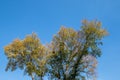 Autumn colors on a tree isolated against a clear blue sky Royalty Free Stock Photo