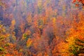 Autumn colors. A typical rural landscape in the plains of Transylvania, Romania.