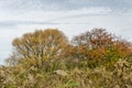 Autumn colors in the wetlands Royalty Free Stock Photo