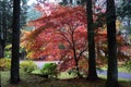 Autumn colors through the woods