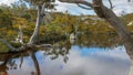 The autumn colors of yellowing nothofagus are reflected in the calm waters of the wombat pool