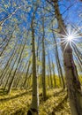 Autumn colots in aspen trees with a sun star Royalty Free Stock Photo