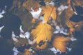 Autumn colour leaves on blurred background Royalty Free Stock Photo