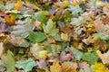 Autumn colour leaves in the park, wallpaper Royalty Free Stock Photo