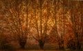 Autumn colour plaine trees in autumn,fall