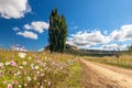 Autumn colour poplar trees lining the side of dirt road with cosmos flowers Royalty Free Stock Photo