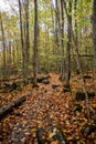 Autumn-Coloured Hiking Trail through the Woods Royalty Free Stock Photo