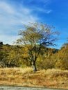 A autumn coloured tree on the side of a rural road on the South Island of New Zealand Royalty Free Stock Photo