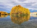 Autumn coloured trees reflecting on the waters of the Lake Ruataniwha on the South Island of New Zealand Royalty Free Stock Photo