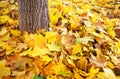 Autumn colourful leaves on the ground and tree trunk.