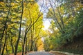 Autumn colourful lush forest trees with small road walkway in the morning in Seoul, South Korea