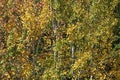 Autumn colourful yellow red alder leaves, Alnus