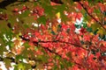 Autumn colours Royalty Free Stock Photo