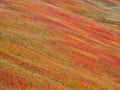 Autumn colours in Baiu Mountains, Romania Royalty Free Stock Photo