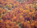 Autumn colours at Doftana river valley Royalty Free Stock Photo