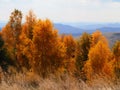 Autumn colours at Doftana river valley Royalty Free Stock Photo