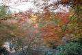 Autumn colours in the fall, Miyajima island, Hiroshima bay, Tokyo Royalty Free Stock Photo