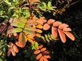 Forbidden Plateau, Strathcona Provincial Park, Morning Sun on Dewy Autumn Leaves, Vancouver Island, British Columbia Royalty Free Stock Photo