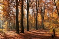 autumn colors in the forest. Royalty Free Stock Photo