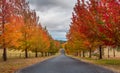Autumn colours in Hartley Royalty Free Stock Photo